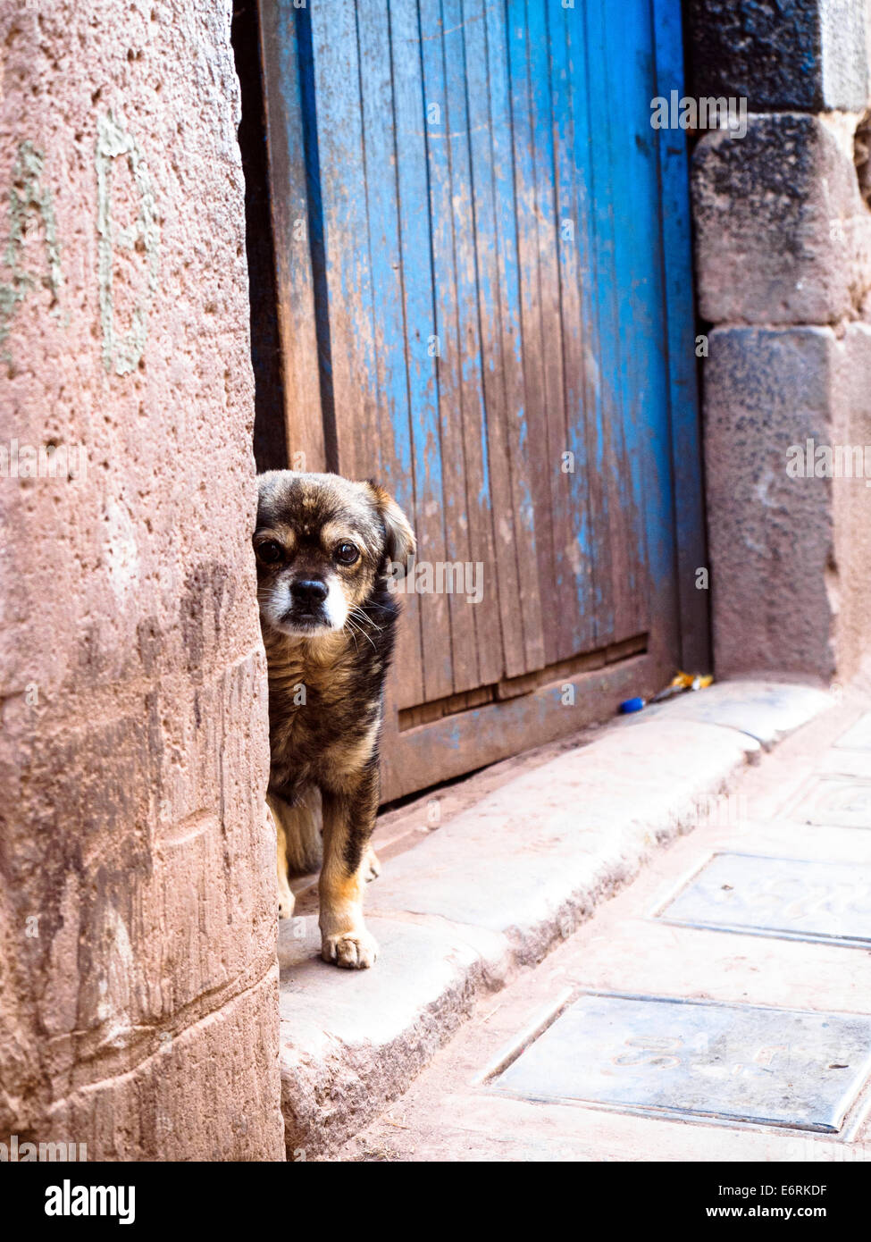 Cane alla porta - Cuzco, Perù Foto Stock