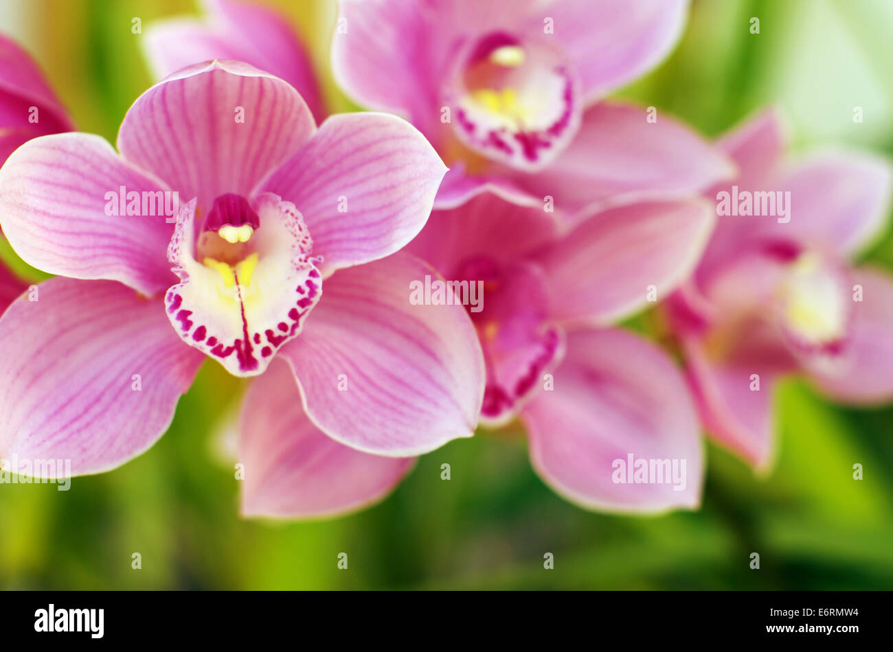 Primo piano di un bel colore rosa e orchidee giallo su verde leafs Foto Stock