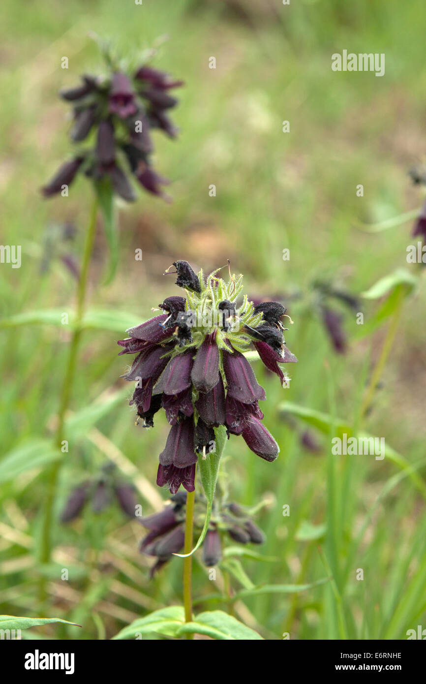 Primo piano di Whipple's penstemon o Dusky beardtongue (Penstemon whippleanus) trovato vicino alla parte superiore di indipendenza passano in Colorado, STATI UNITI D'AMERICA Foto Stock