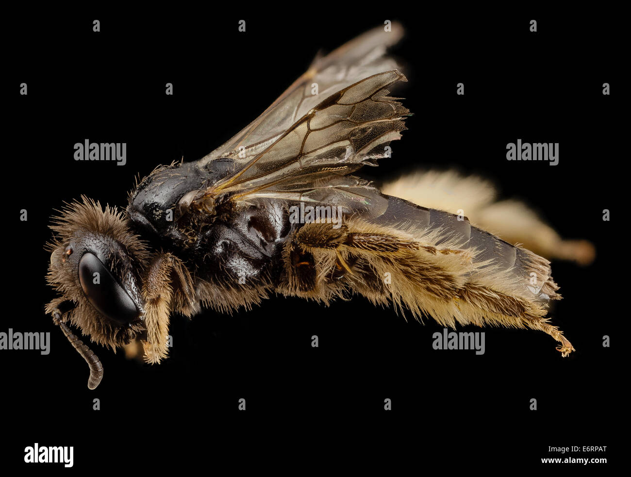 Panurginus calcaratus, f, lato, Norvegia 2014-08-06-093248 ZS PMax 14965750061 o dall'emisfero settentrionale viene ... Panurginus Foto Stock