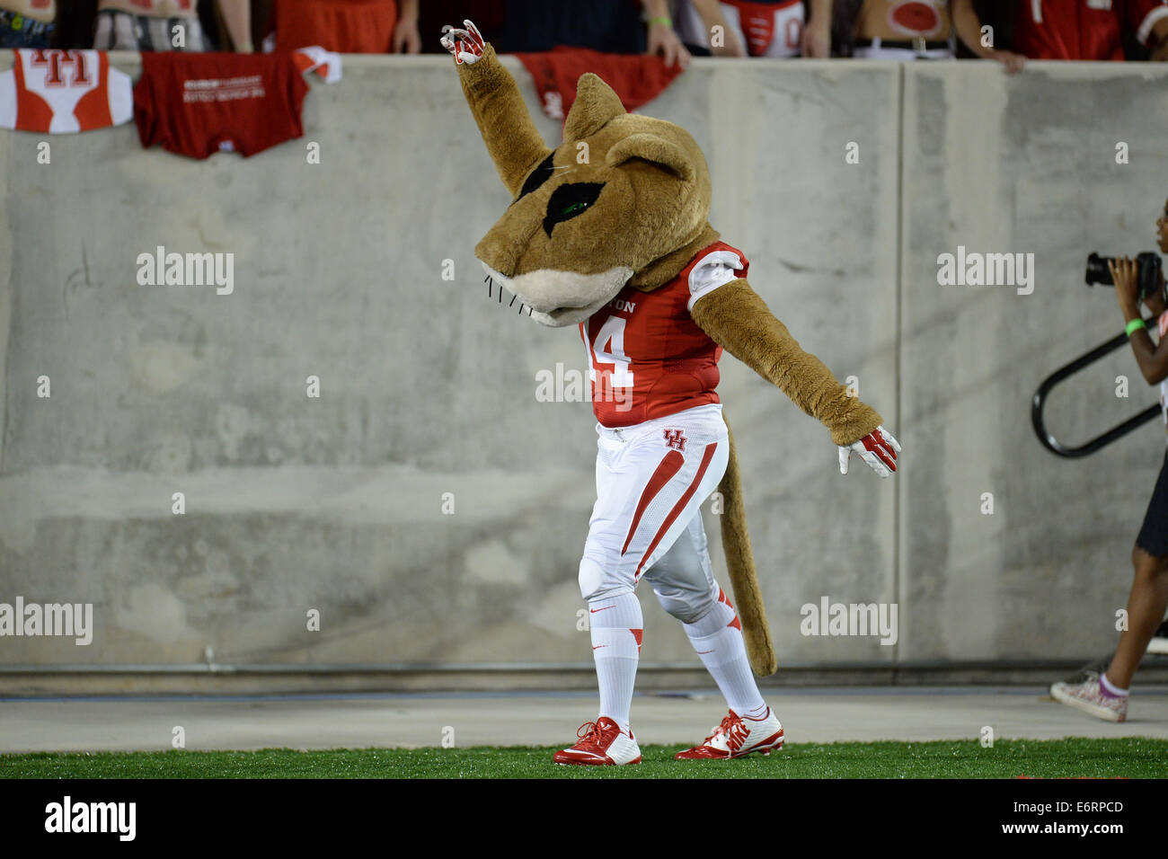 Houston, Texas, Stati Uniti d'America. Il 29 agosto, 2014. University of Houston Cougars mascotte Shasta durante la prima metà di un NCAA Football gioco tra l'Università di Houston Cougars e il UTSA Roadrunners a TDECU Stadium di Houston, TX su agosto 29th, 2014. Credito: Trask Smith/ZUMA filo/Alamy Live News Foto Stock
