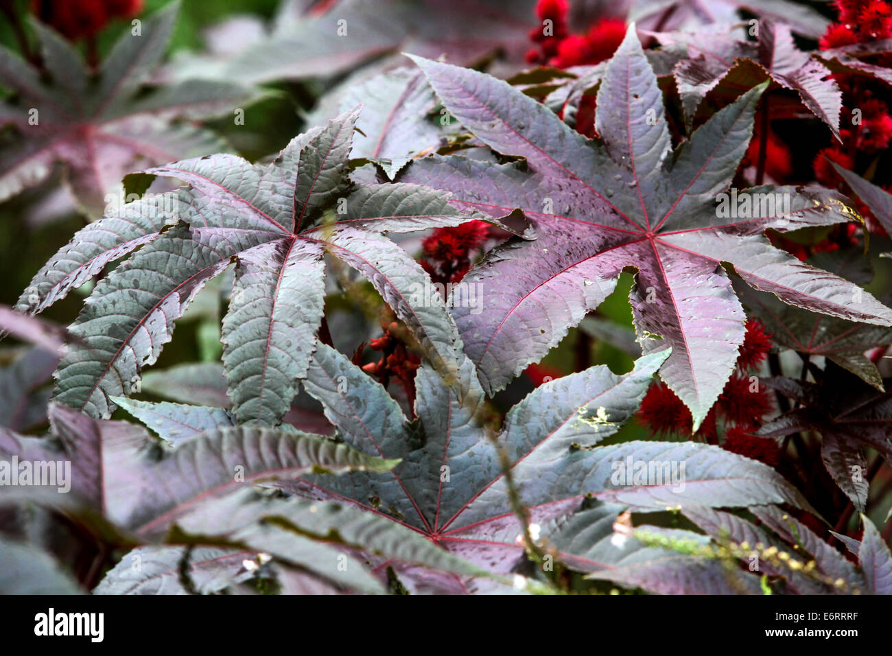 Olio di ricino pianta Ricinus communis 'Rosso Gigante' fogliame Foto Stock