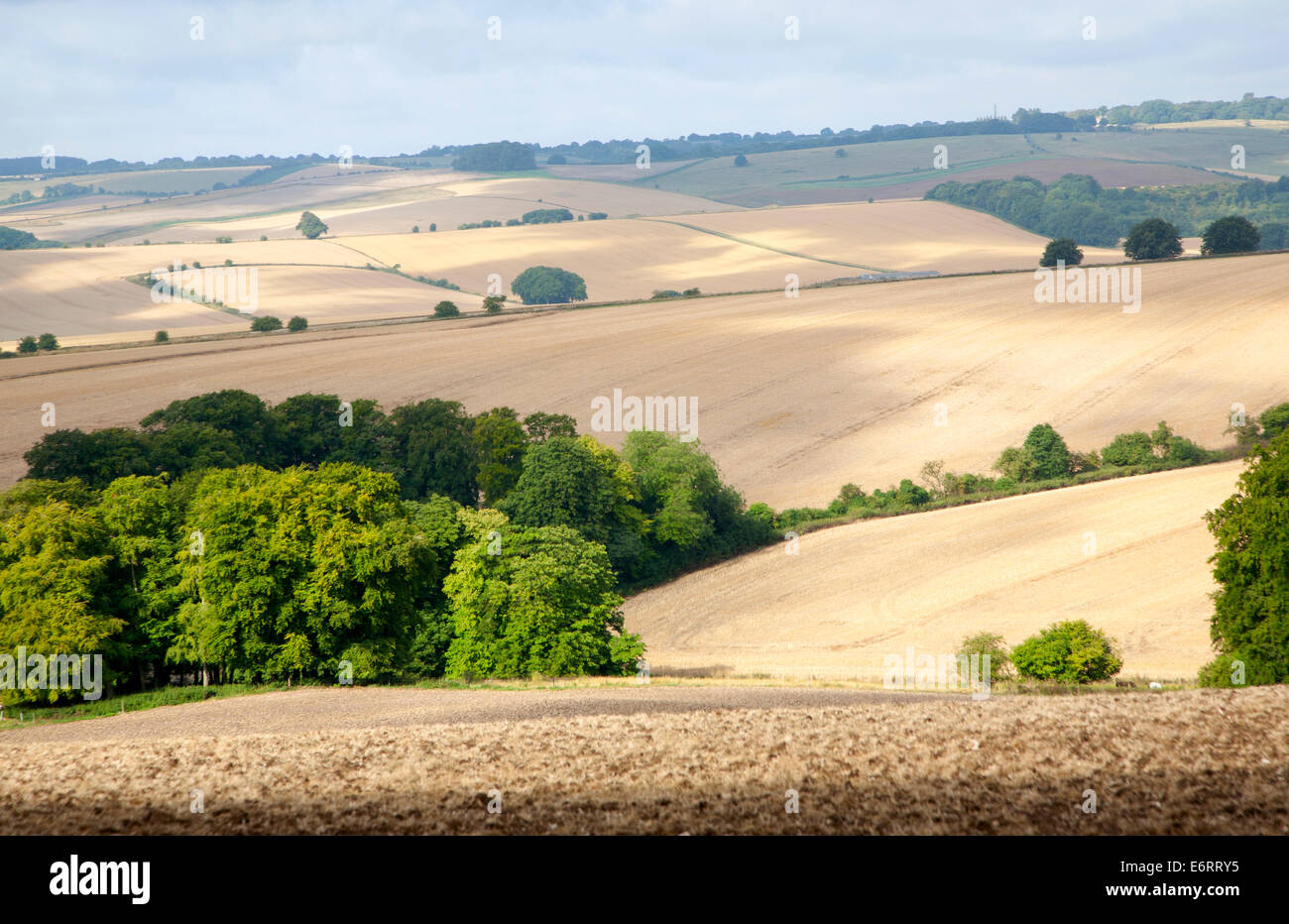 Campagna di laminazione campi arabili in estate su chalk downland vicino Aldbourne, Wiltshire, Inghilterra Foto Stock