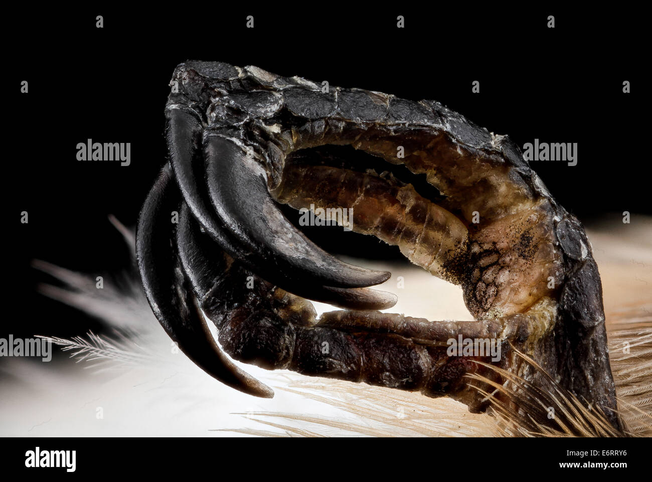 Un Hummingbird morto dalla gola rubina (*Archilochus colubris*) che si è scontrato con un edificio a Washington, D.C. l'uccello è stato raccolto come parte dell'iniziativa "Lights Out DC" per ridurre le collisioni durante la migrazione. Foto Stock