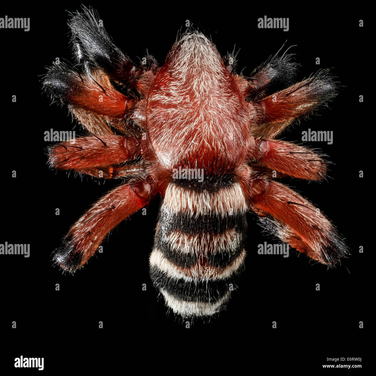 Sergiolus capulatus, una specie di ragno trovata a Beltsville, Maryland, è identificata per le sue caratteristiche uniche e il ruolo ecologico nelle popolazioni di aracnidi locali. Foto Stock