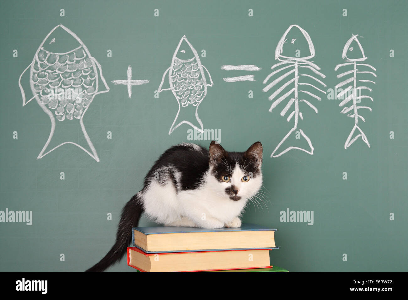 Scherzare circa un gatto studiando aritmetica Foto Stock