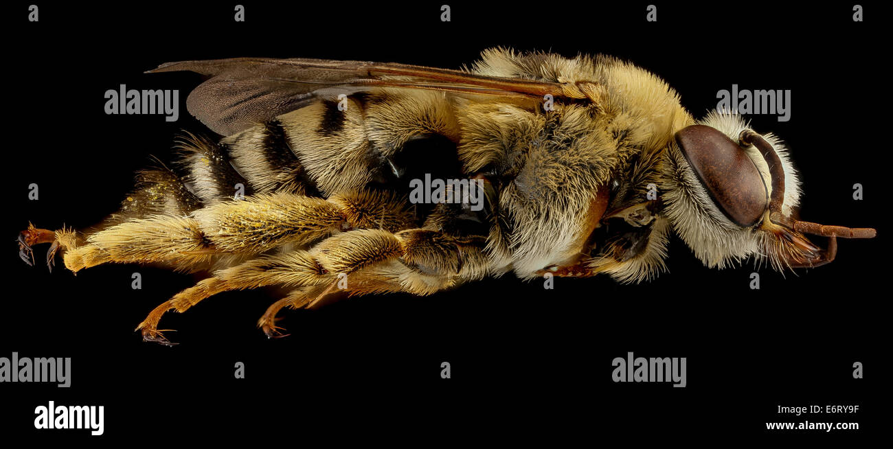 Svastra petulca, M, laterale, North Carolina, Wake County 2013-03-20-152821 ZS PMax 8608640486 o North Carolina, Wake County, raccolti da Adrian L. tappeti Svastra petulca, M, laterale, North Carolina, Wake County 2013-03-20-15.28.21 ZS PMax Foto Stock