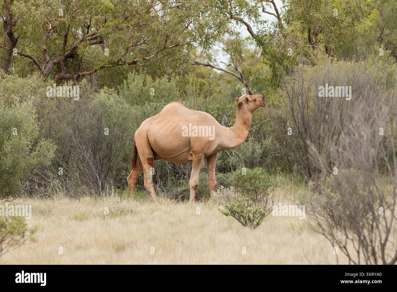 Un cammello selvatico bull nel Red Centre di Australia è tranquillamente mangiare le foglie da arbusti ed alberi intorno a lui Foto Stock