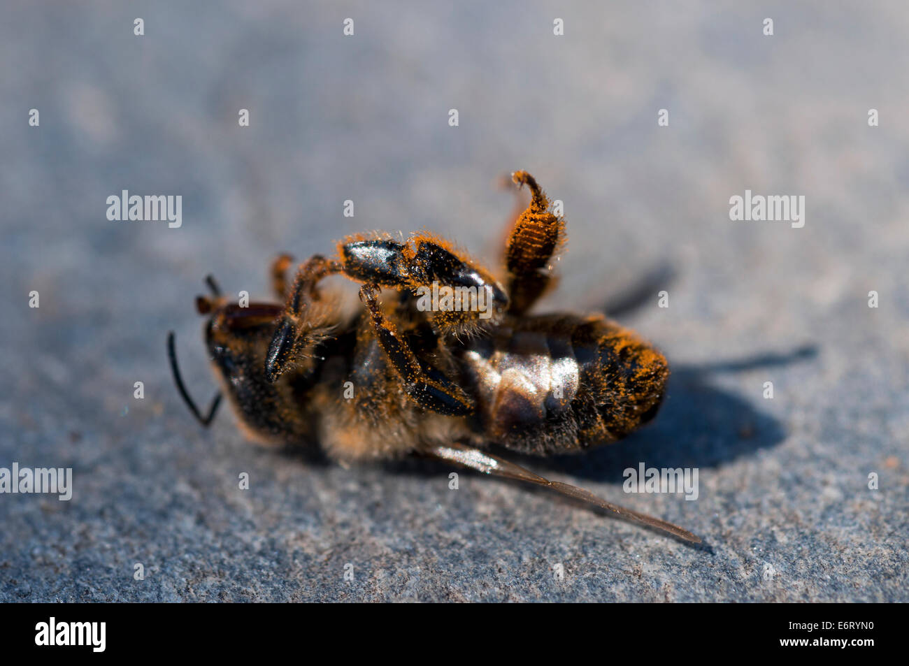 Morto il miele delle api (Apis mellifera) Foto Stock