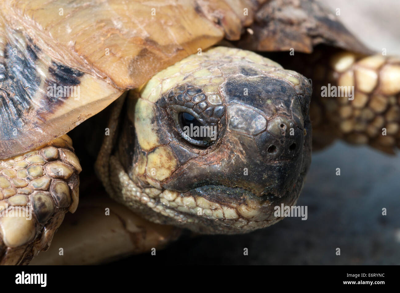 Testa di Hermann's tartaruga (Testudo hermanni) guardando la fotocamera Foto Stock