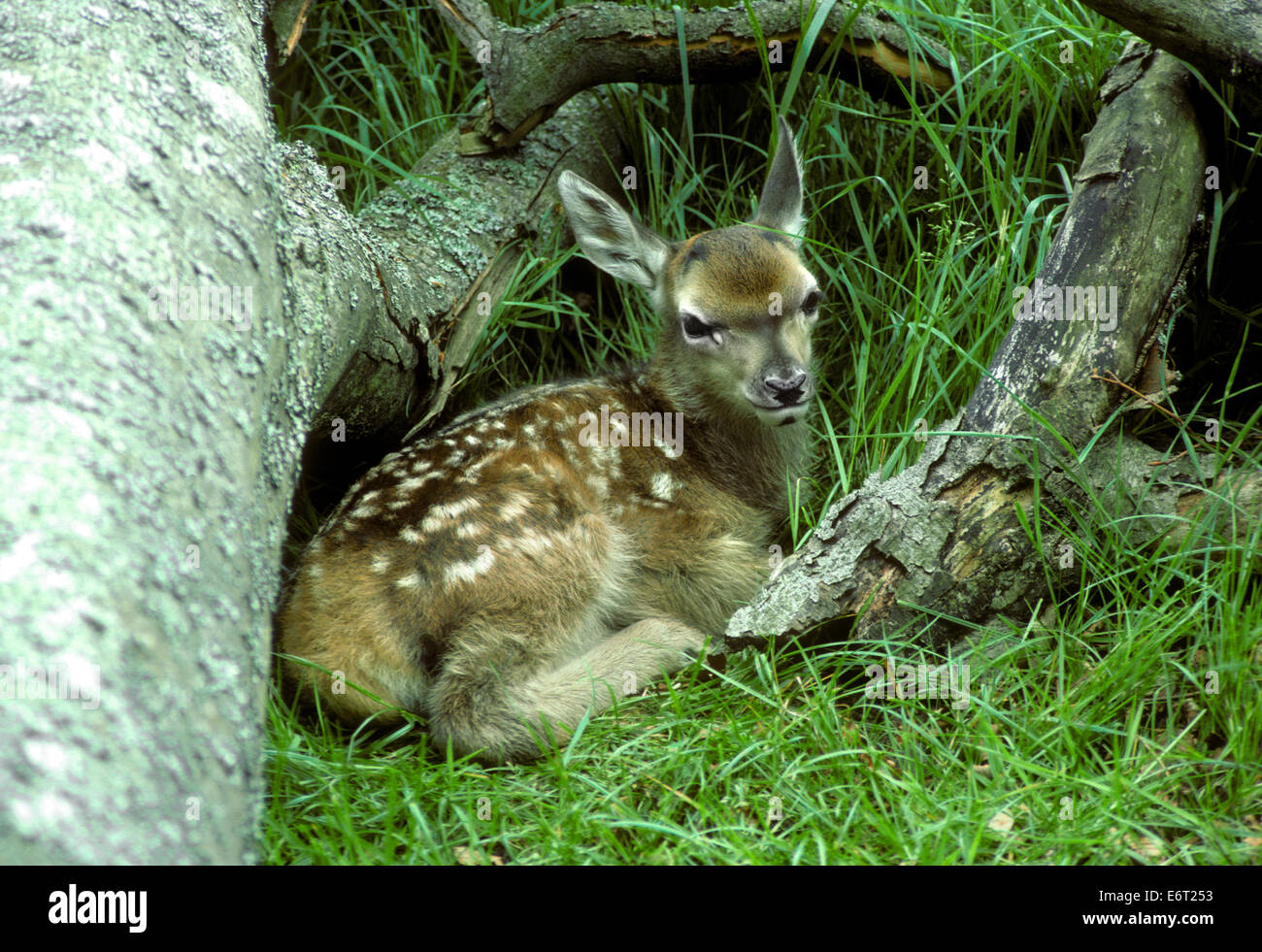 Red Deer Fawn - Cervus elaphus Foto Stock