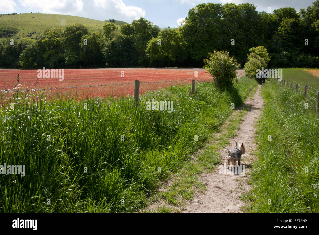 Yorkshire terrier camminando sul percorso Wolstonbury Hill, West Sussex, in Inghilterra Foto Stock