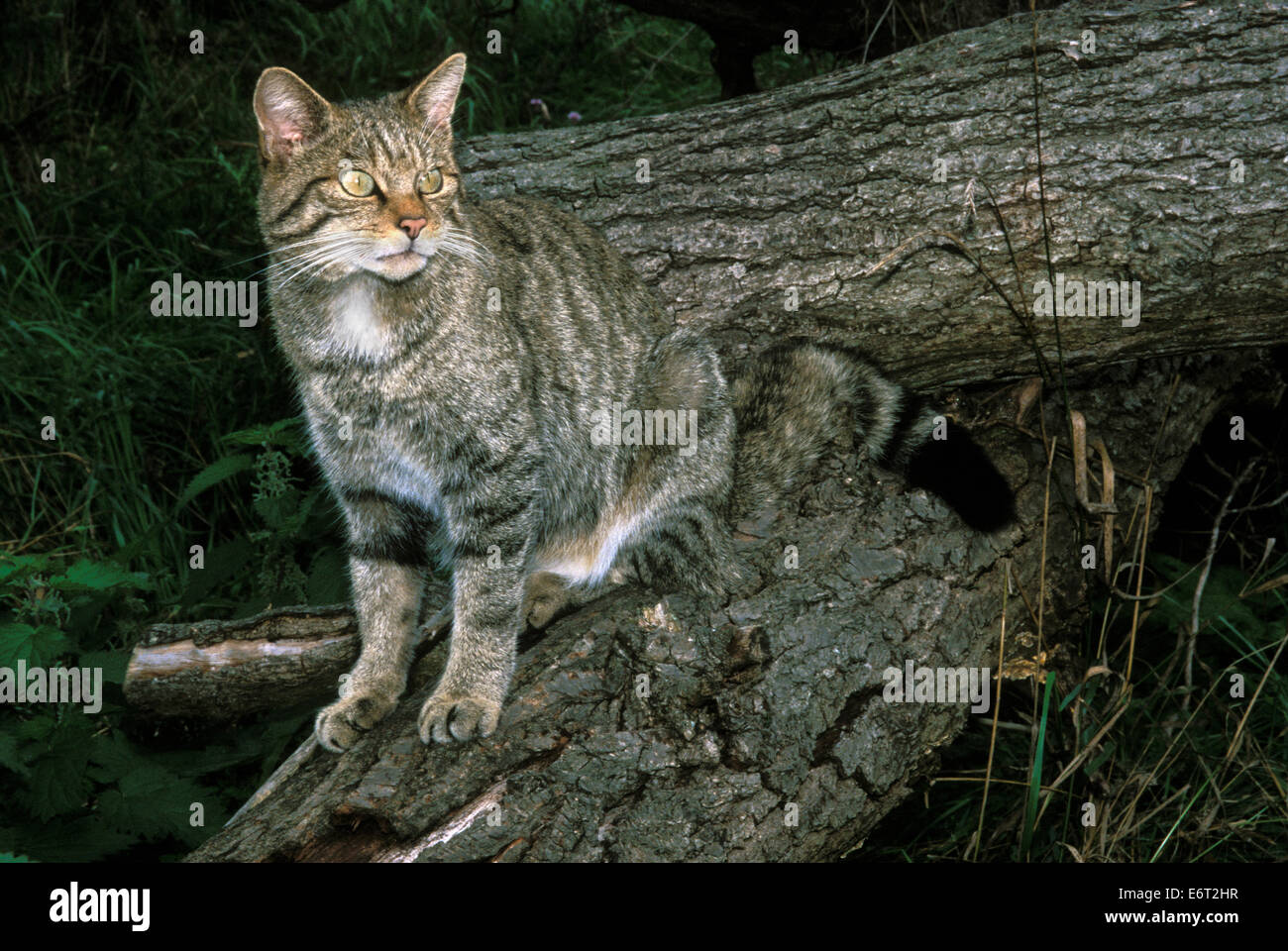 Il gatto selvatico - Felis silvestris Foto Stock