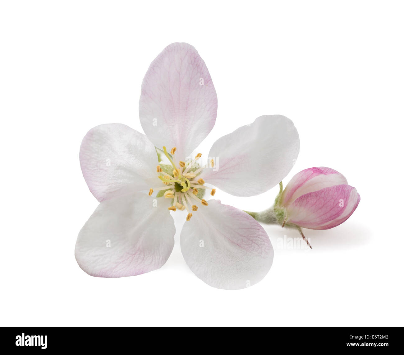 Fiore di Apple con bud isolato su bianco Foto Stock