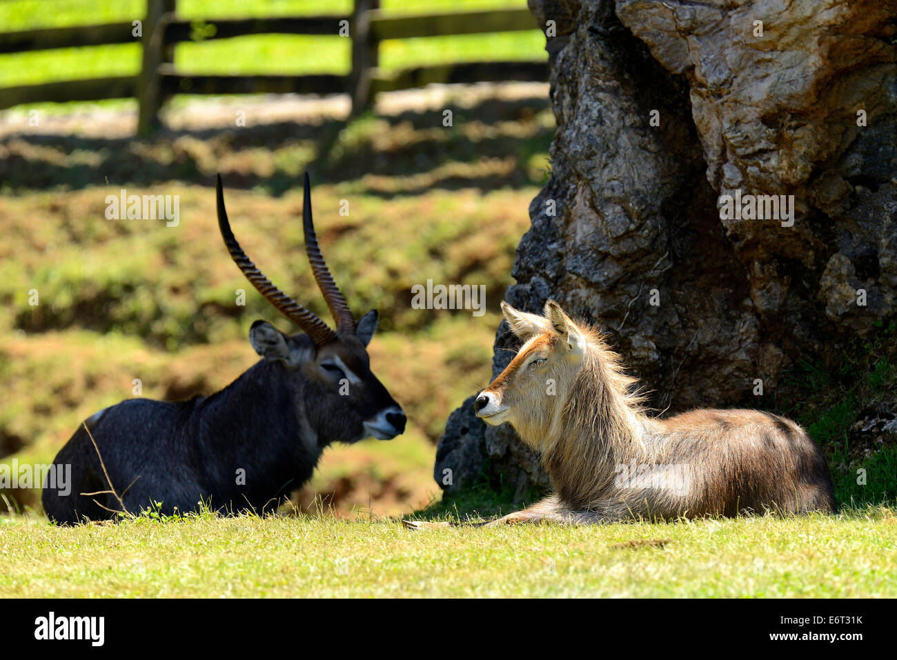 Waterbuck (Kobus ellipsiprymnus) nel Parco Naturale di Cabarceno, Cantabria, Spagna, Europa Foto Stock