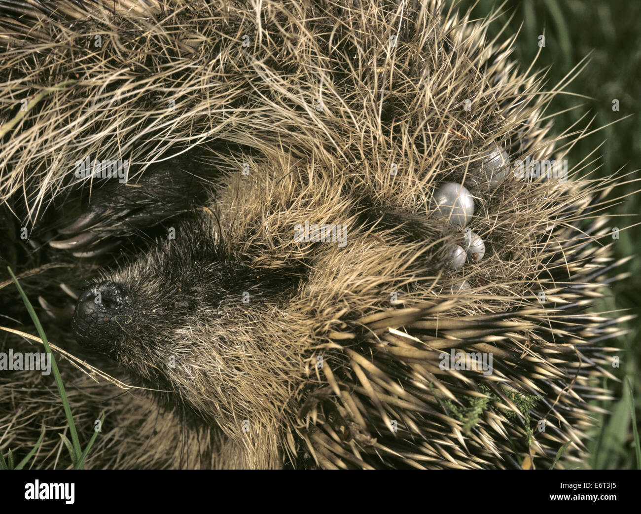 Hedgehog - zecche Ixodes hexagonus Foto Stock