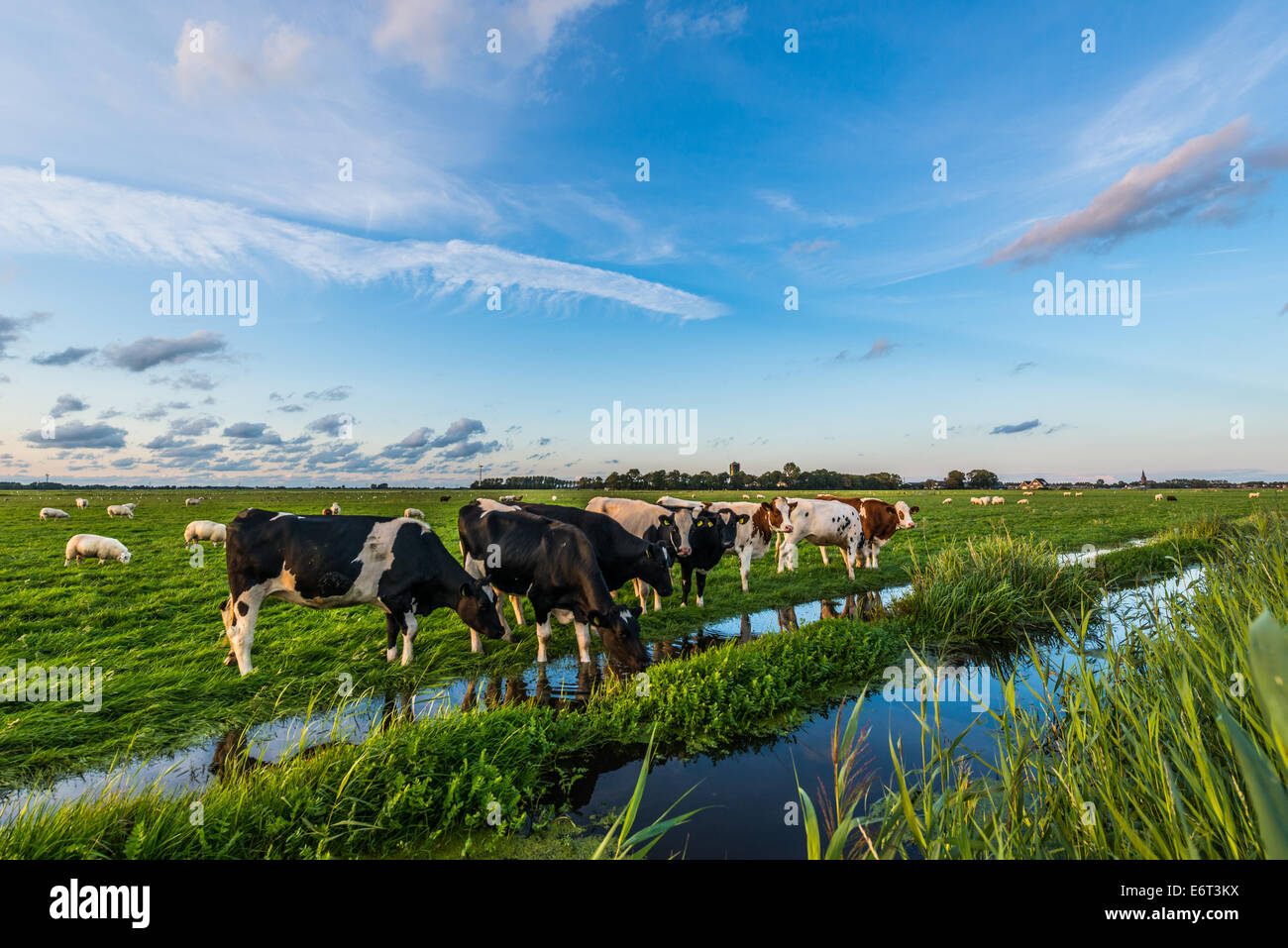 Vacche e pecore in campi olandesi Foto Stock