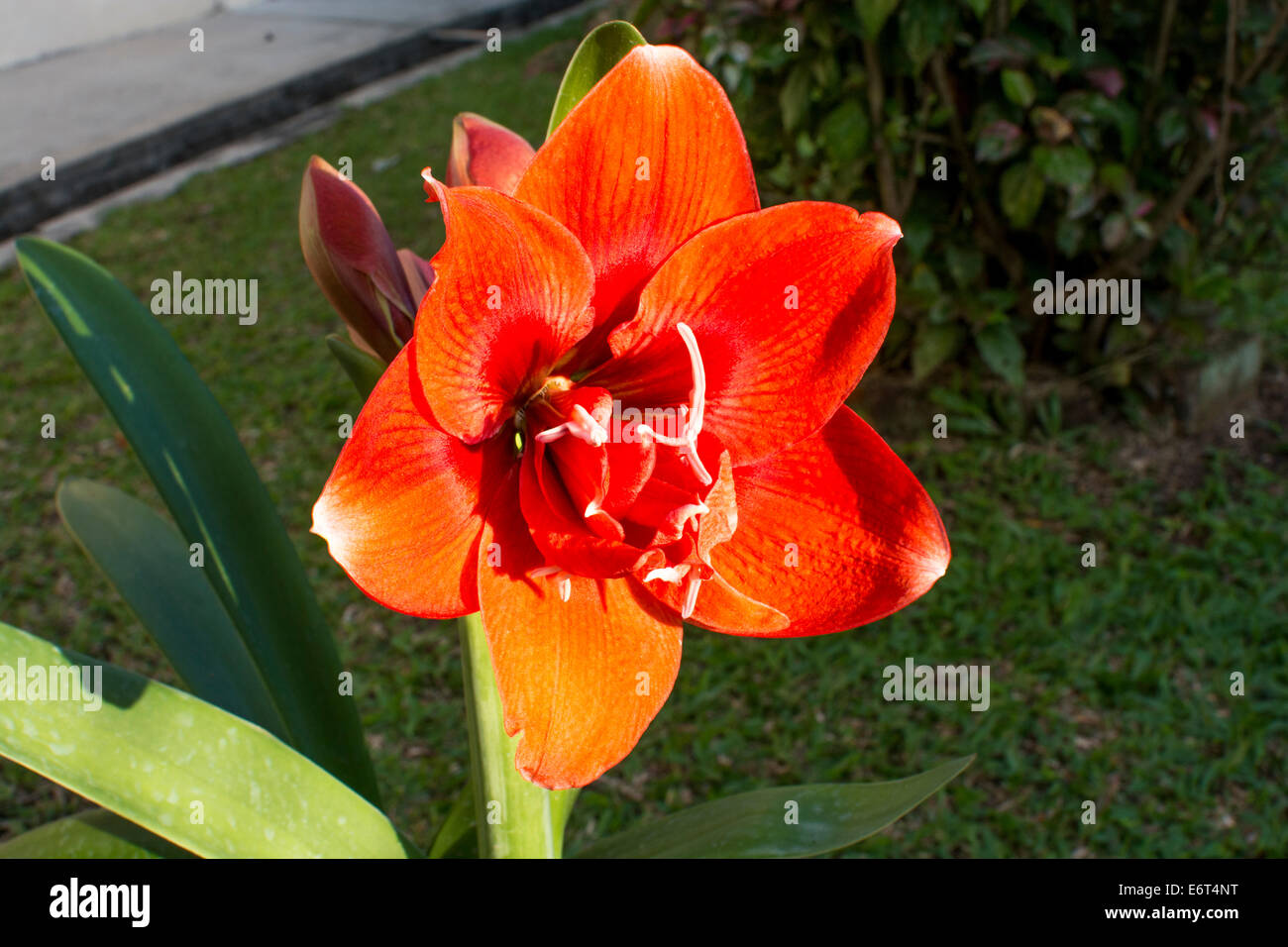 Amaryllis in fiore Foto Stock