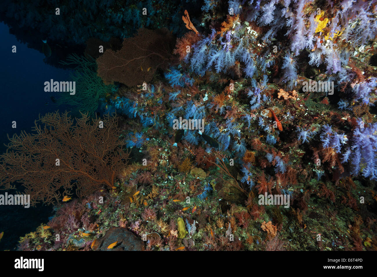 Paesaggio subacqueo delle Maldive. Drop off ricoperti di colorati coralli molli Foto Stock