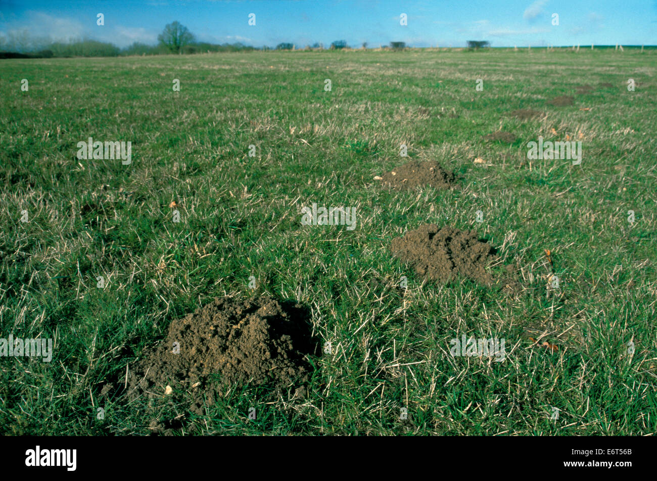 Mole hill - Talpa europaea Foto Stock
