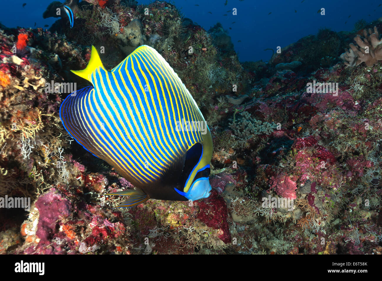 L'imperatore angelfish nelle Maldive, Oceano Indiano Foto Stock