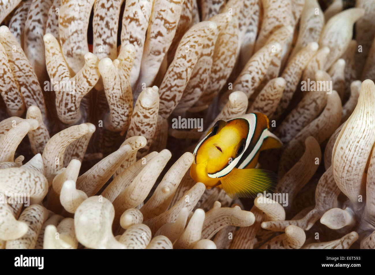 Threeband anemonefish nelle Maldive, Oceano Indiano Foto Stock