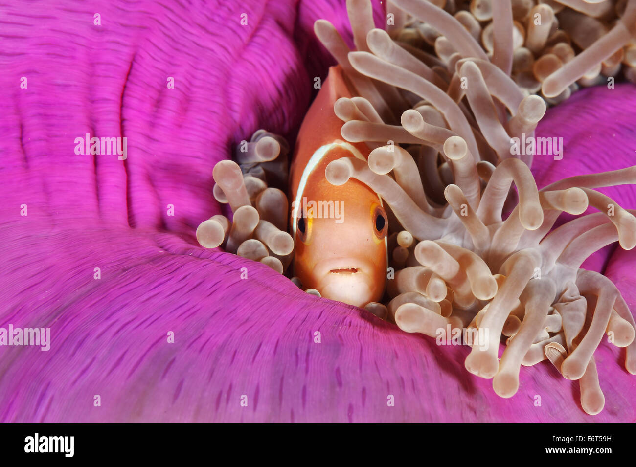 Pink anemonefish nelle Maldive, Oceano Indiano Foto Stock