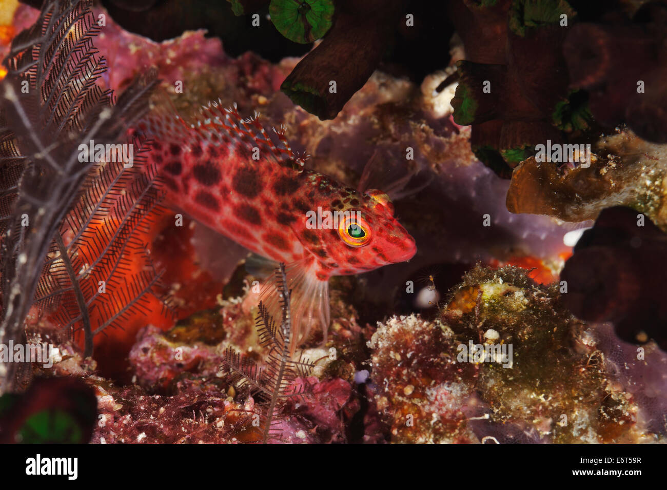 Pixy hawkfish nelle Maldive, Oceano Indiano Foto Stock