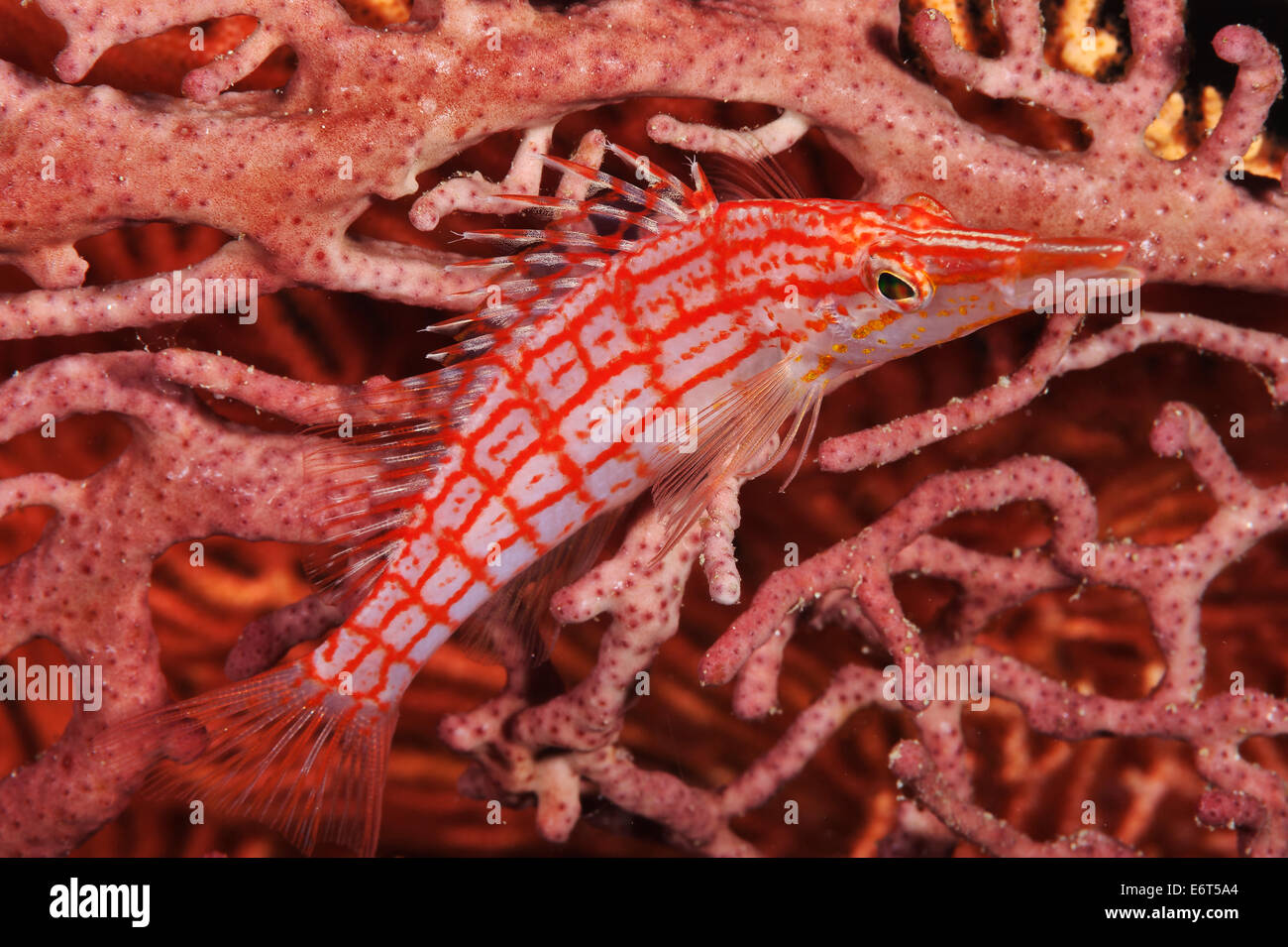 Longnose hawkfish nelle Maldive, Oceano Indiano Foto Stock