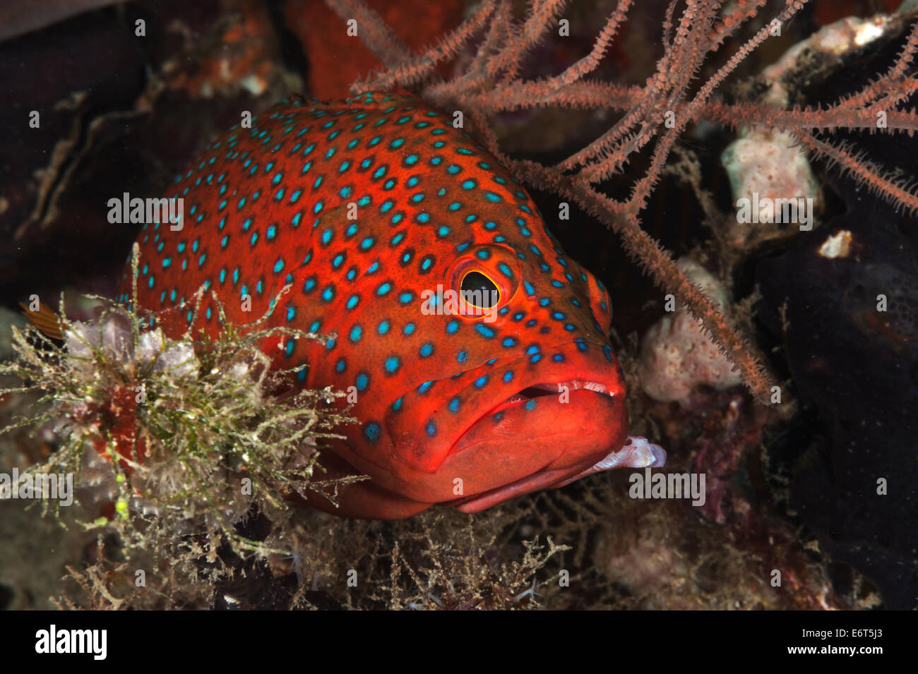 Cernie coralline delle Maldive, Oceano Indiano Foto Stock