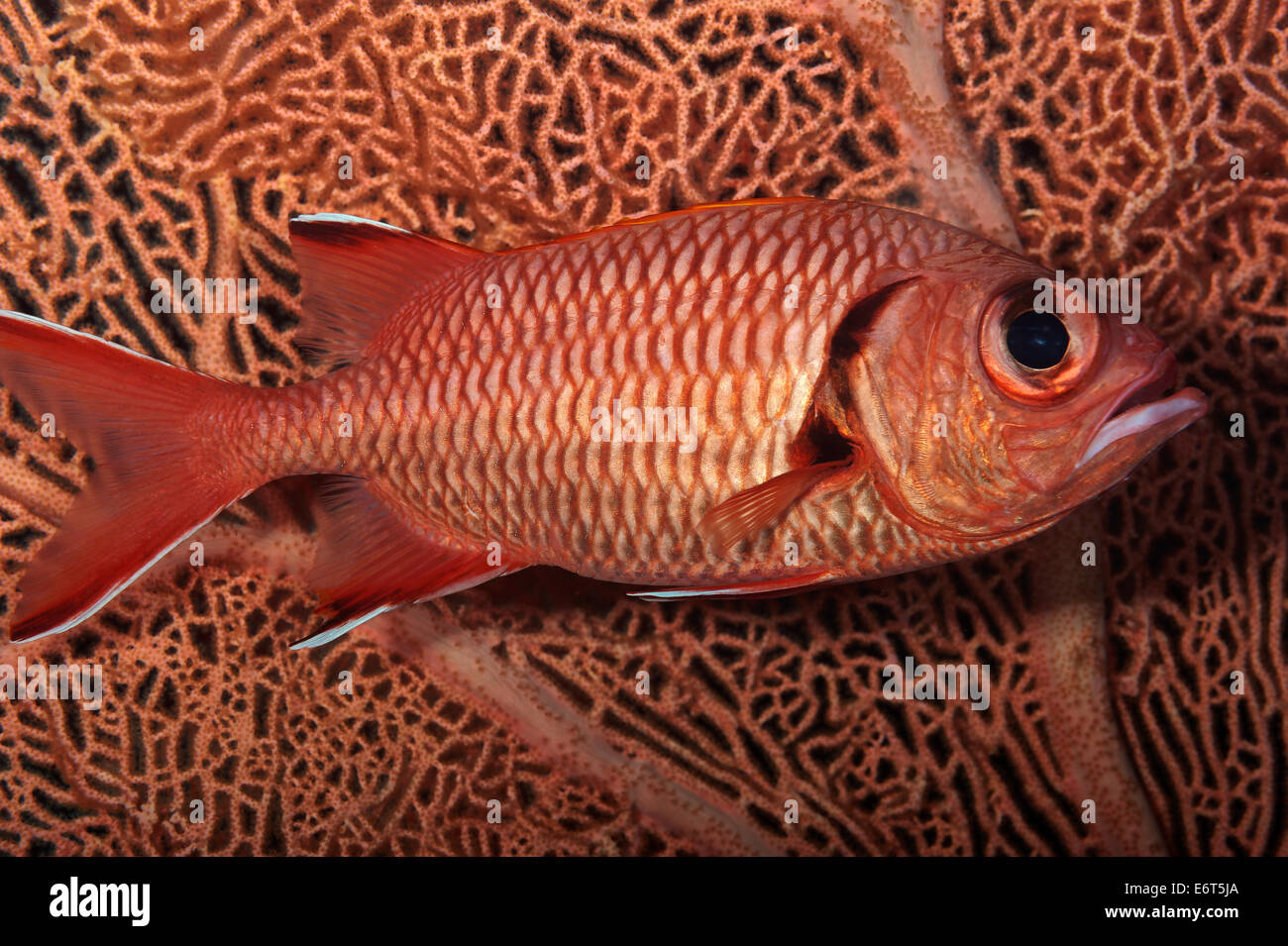 Scarlet soldierfish nelle Maldive, Oceano Indiano Foto Stock