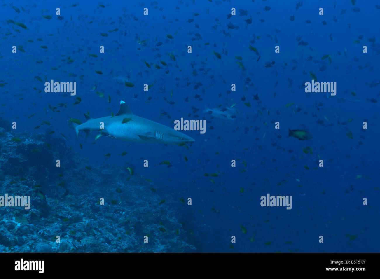 Silvertip shark nelle Maldive, Oceano Indiano Foto Stock