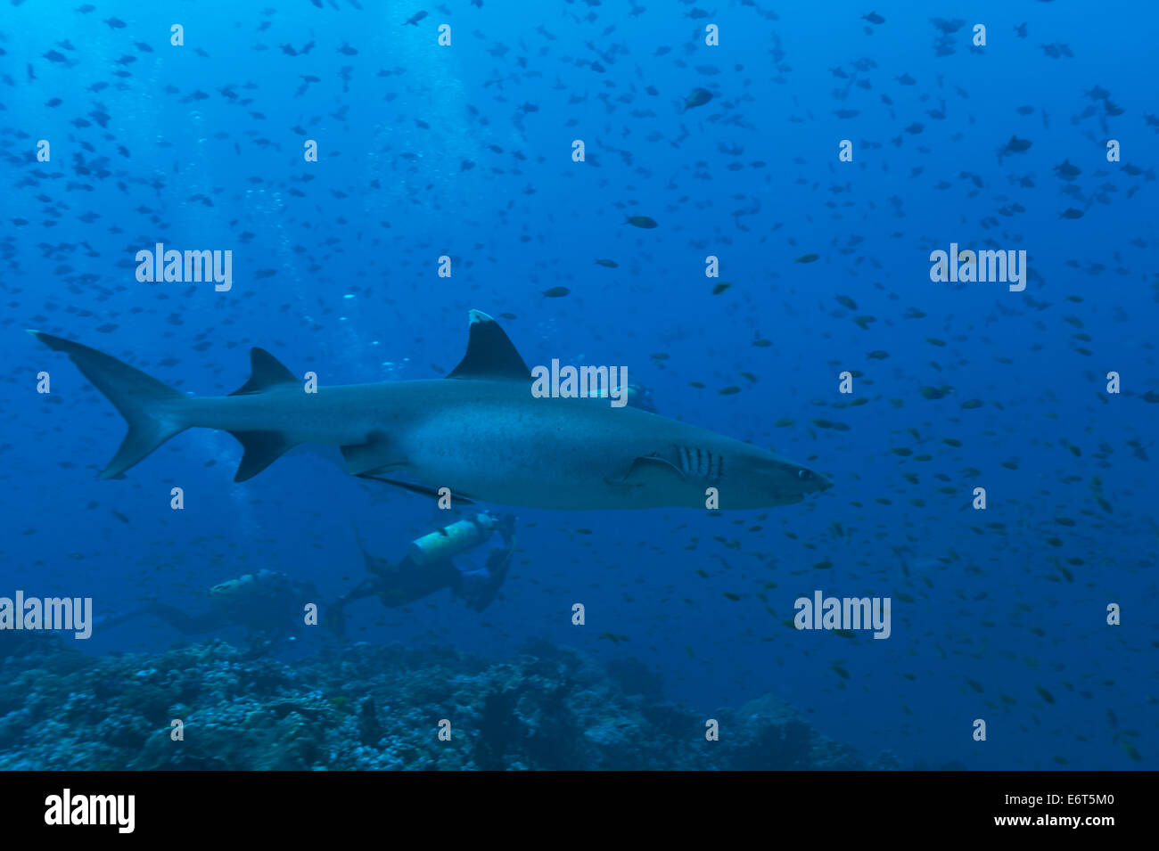 Silvertip shark nelle Maldive, Oceano Indiano Foto Stock