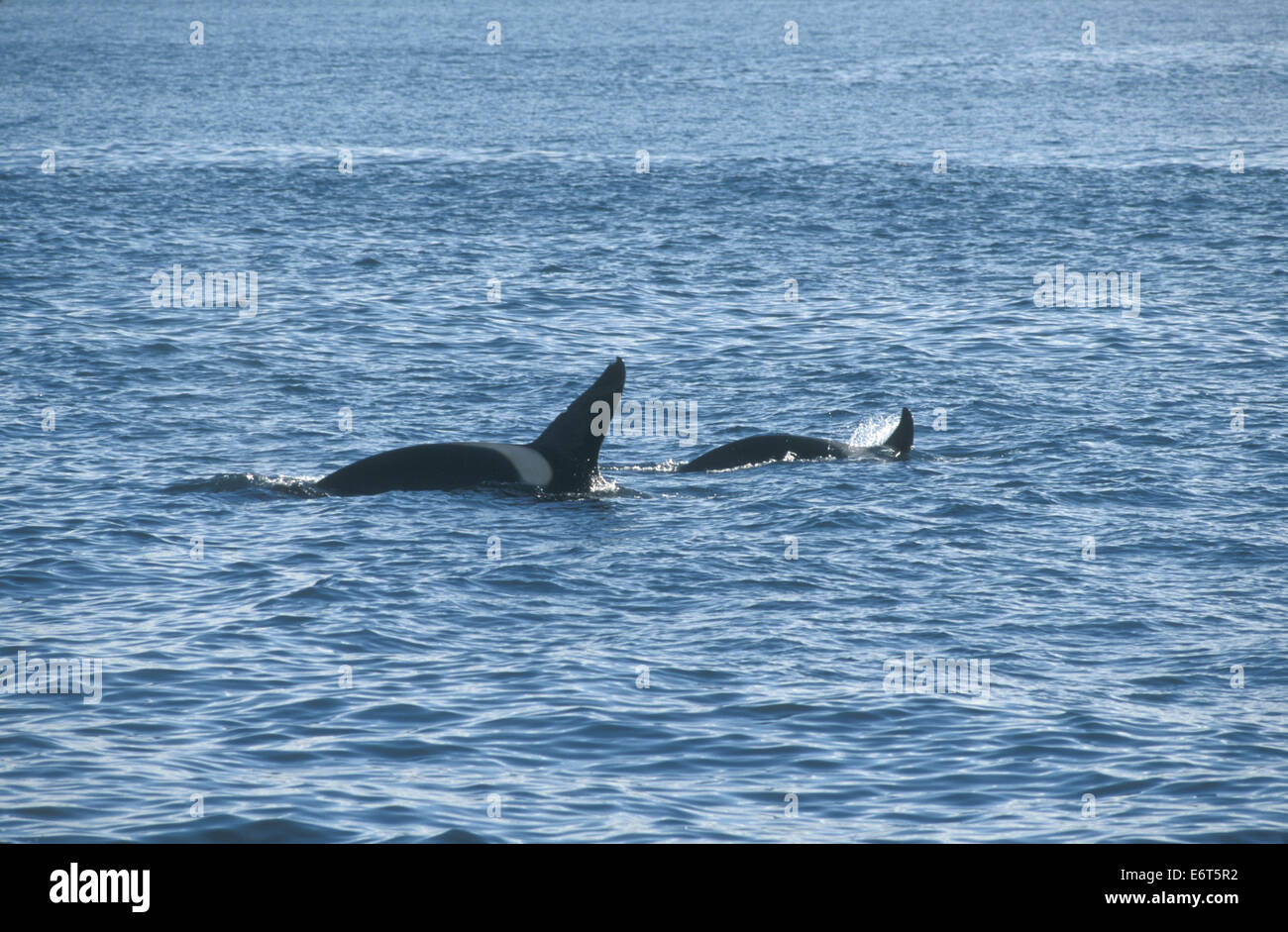 Killer Whale - Orcinus orca Foto Stock