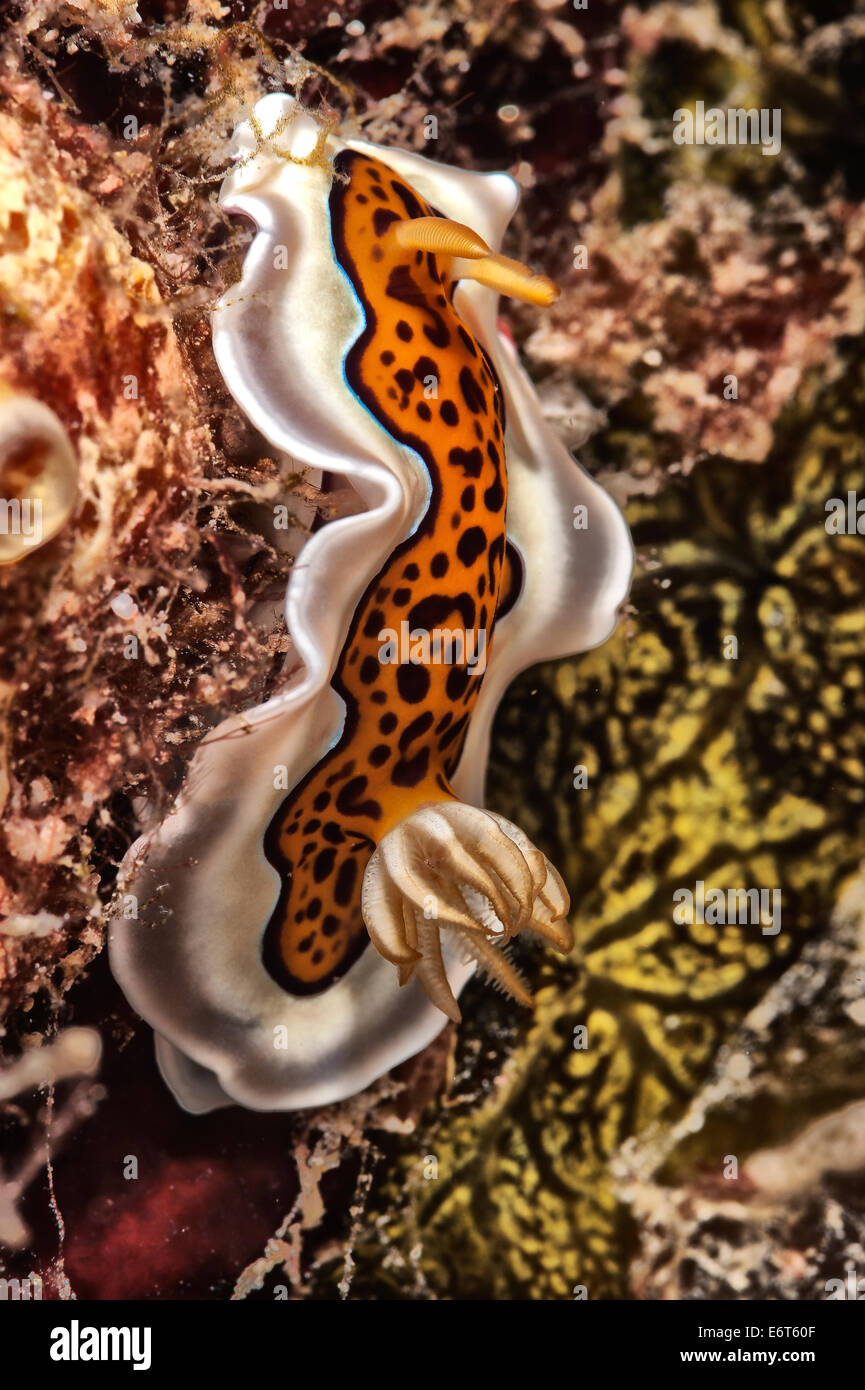 Nudibranch chromodoris nelle Maldive, Oceano Indiano Foto Stock