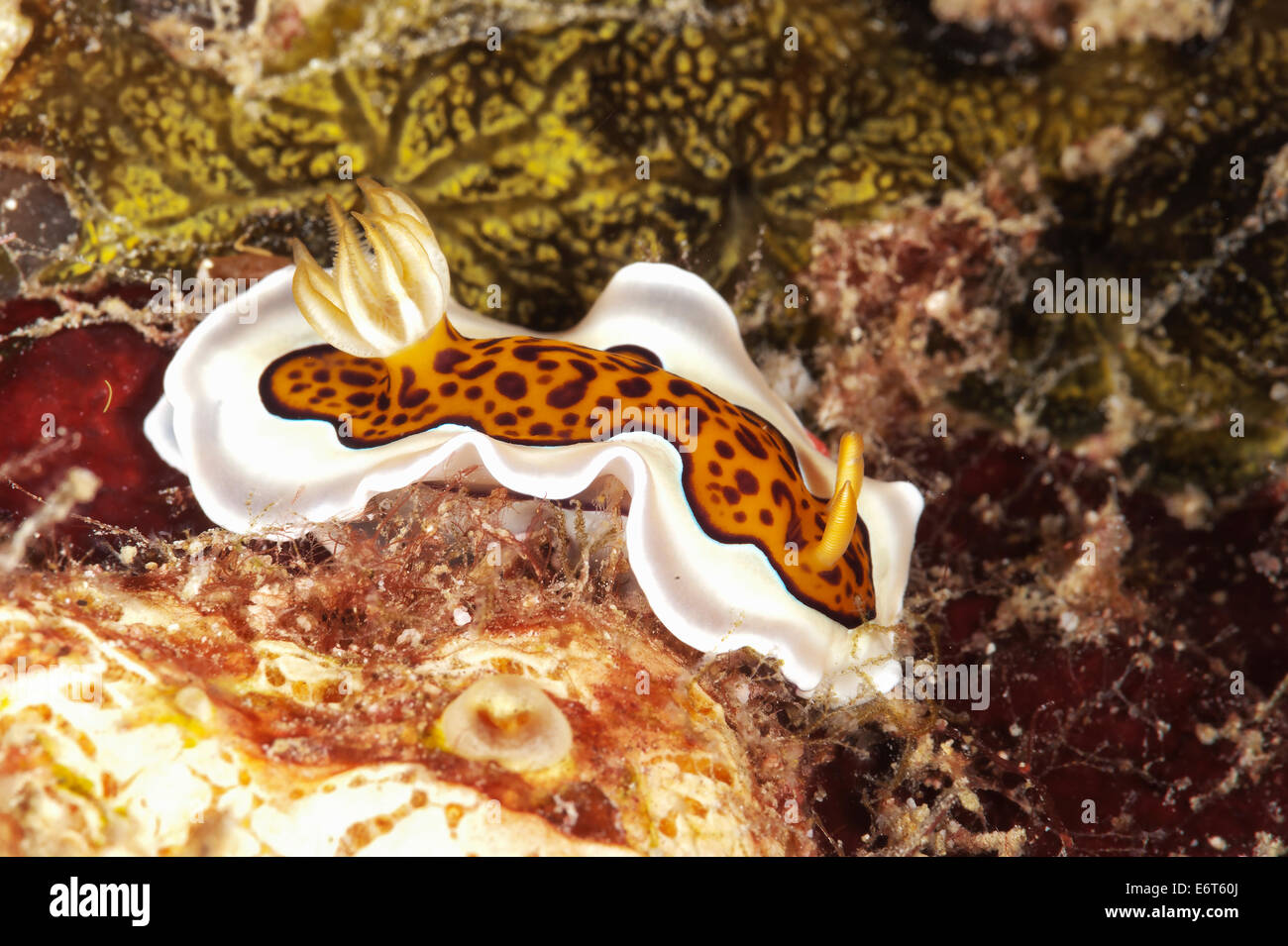 Nudibranch chromodoris nelle Maldive, Oceano Indiano Foto Stock