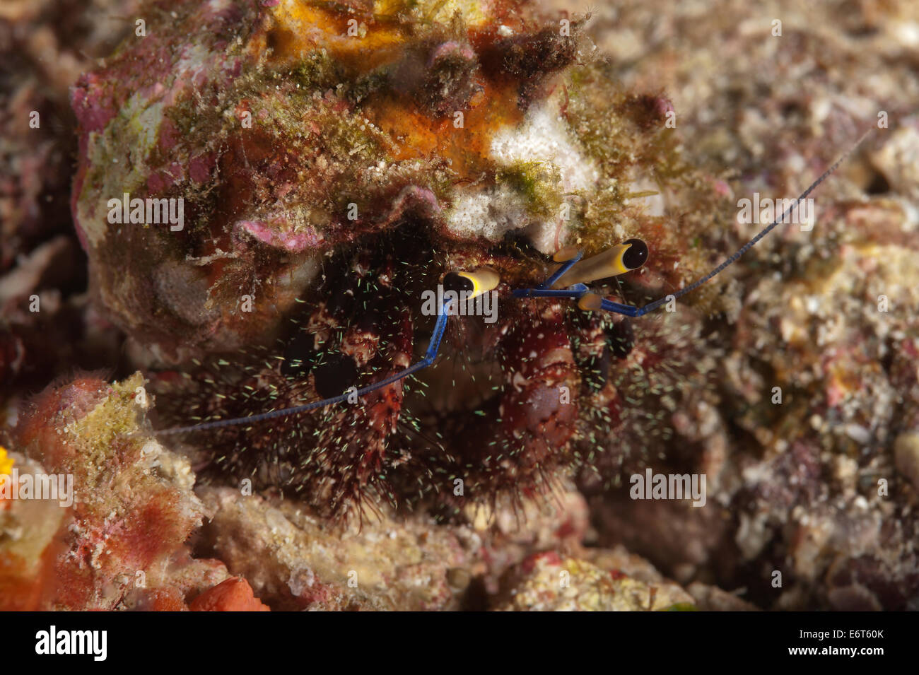 Il granchio eremita nelle Maldive, Oceano Indiano Foto Stock