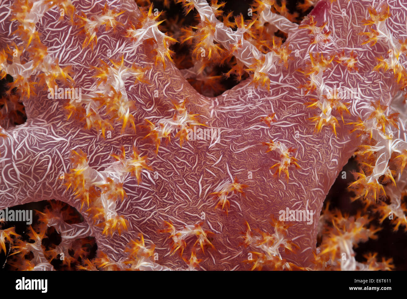 Soft Coral nelle Maldive, Oceano Indiano Foto Stock