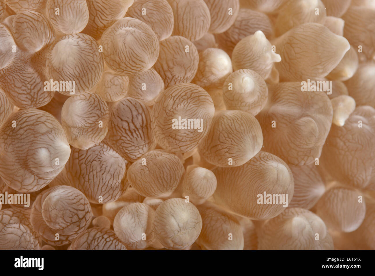 Bubble coral nelle Maldive, Oceano Indiano Foto Stock