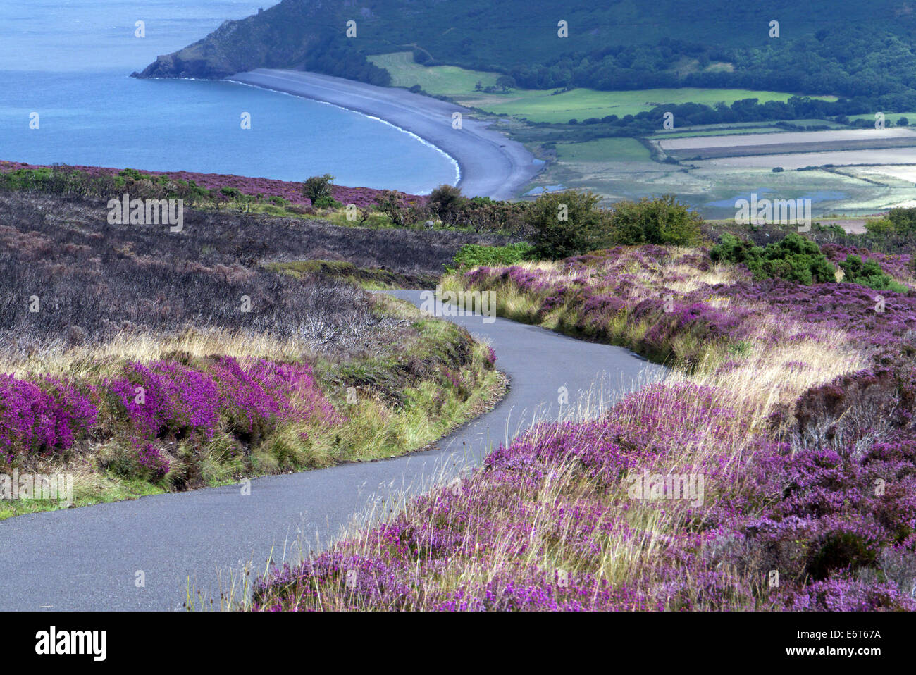 Exmoor costa vicino Porlock, Somerset, Inghilterra mostra heather in fiore Foto Stock