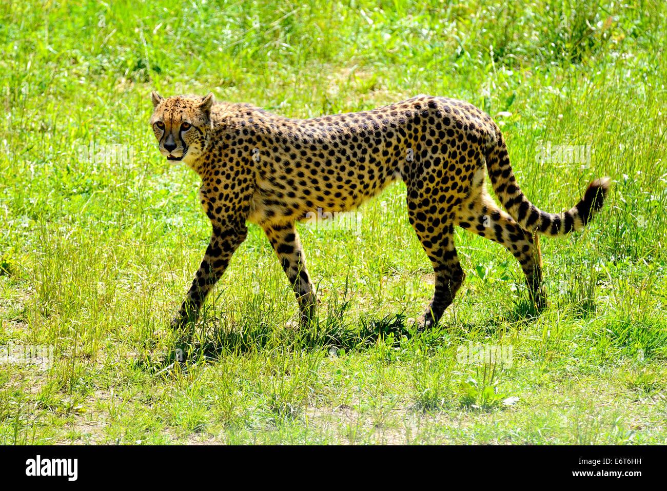 Cheetah, Gepardo (Acinonyx jubatus) il Parco Naturale di Cabarceno, Cantabria, Spagna, Europa Foto Stock