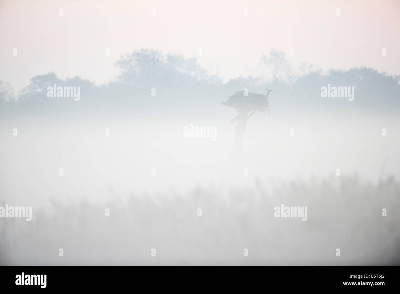 Osprey piattaforma e salt marsh paesaggio nella nebbia Foto Stock