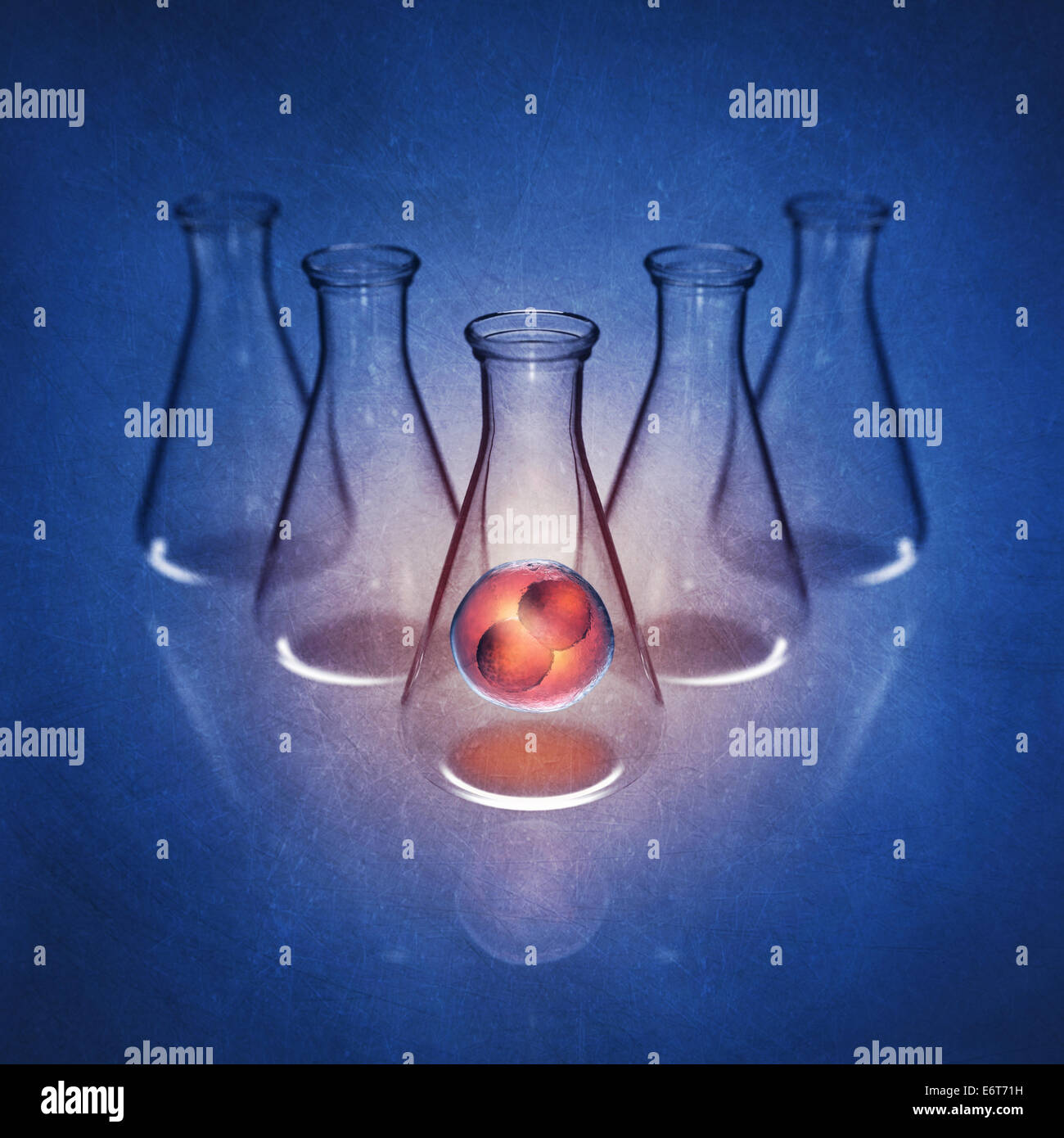 Due-cellula embrionale nel pallone da laboratorio su sfondo blu , la fecondazione umana , illustrazione dettagliata Foto Stock