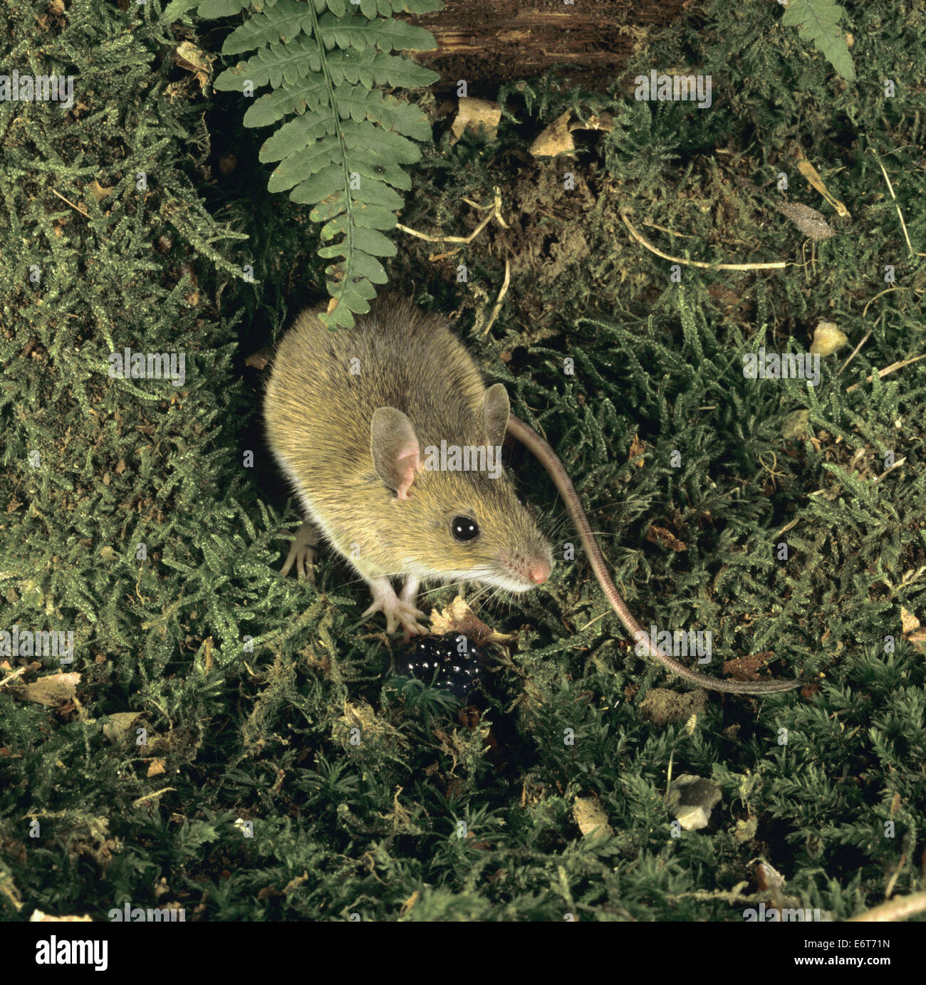 Giallo-colli - Mouse Apodemus flavicollis Foto Stock