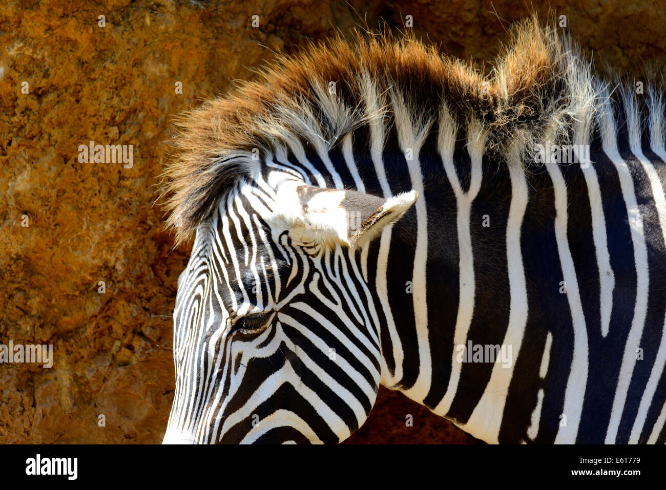 Di Grevy Zebra (Equus grevyi) nel Parco Naturale di Cabarceno, Cantabria, Spagna, Europa Foto Stock