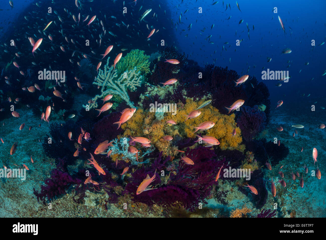Anthias mediterraneo sulla barriera corallina, Anthias anthias, Svetac isola, mare Adriatico, Croazia Foto Stock