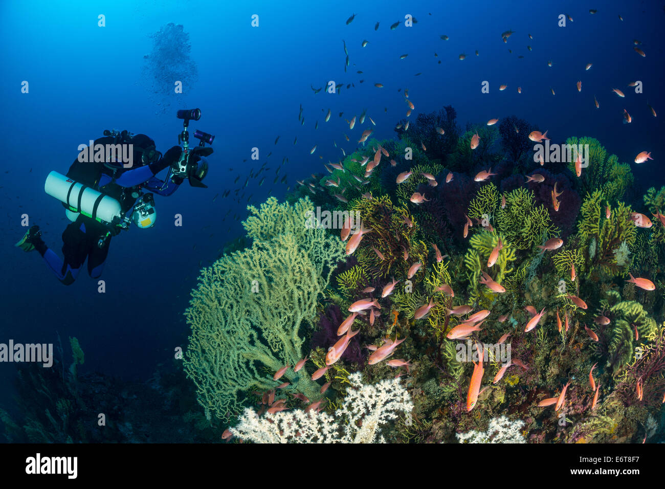 Fotografo preso immagine della variabile, Gorgonia Paramuricea clavata, Susac isola, mare Adriatico, Croazia Foto Stock