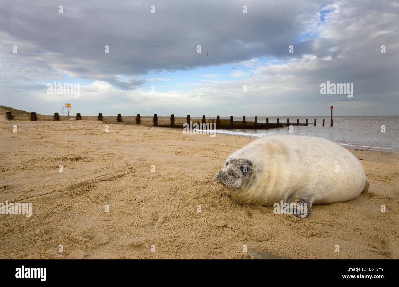 Guarnizione grigia Halichoerus grypus Foto Stock