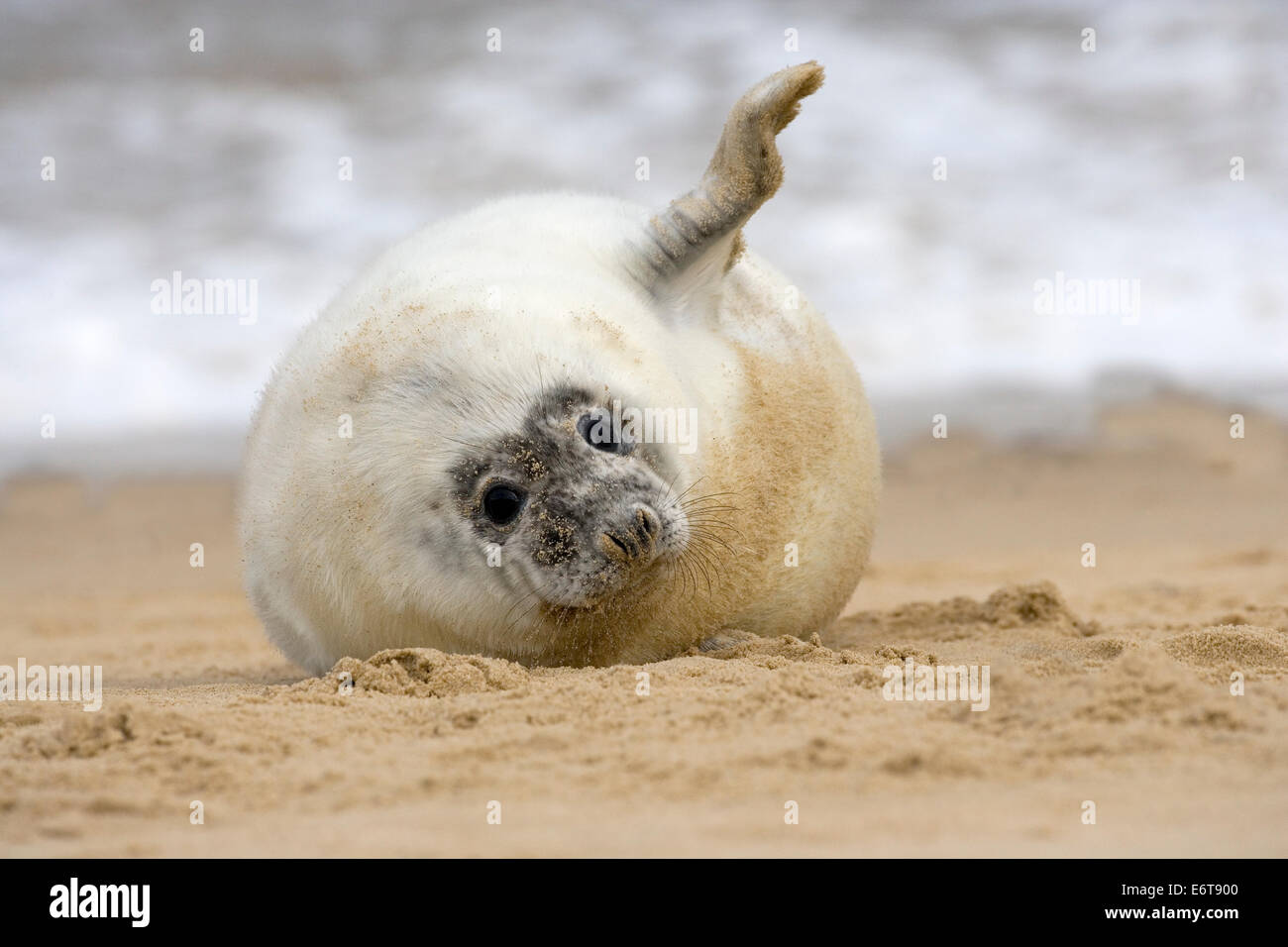 Guarnizione grigia Halichoerus grypus Foto Stock