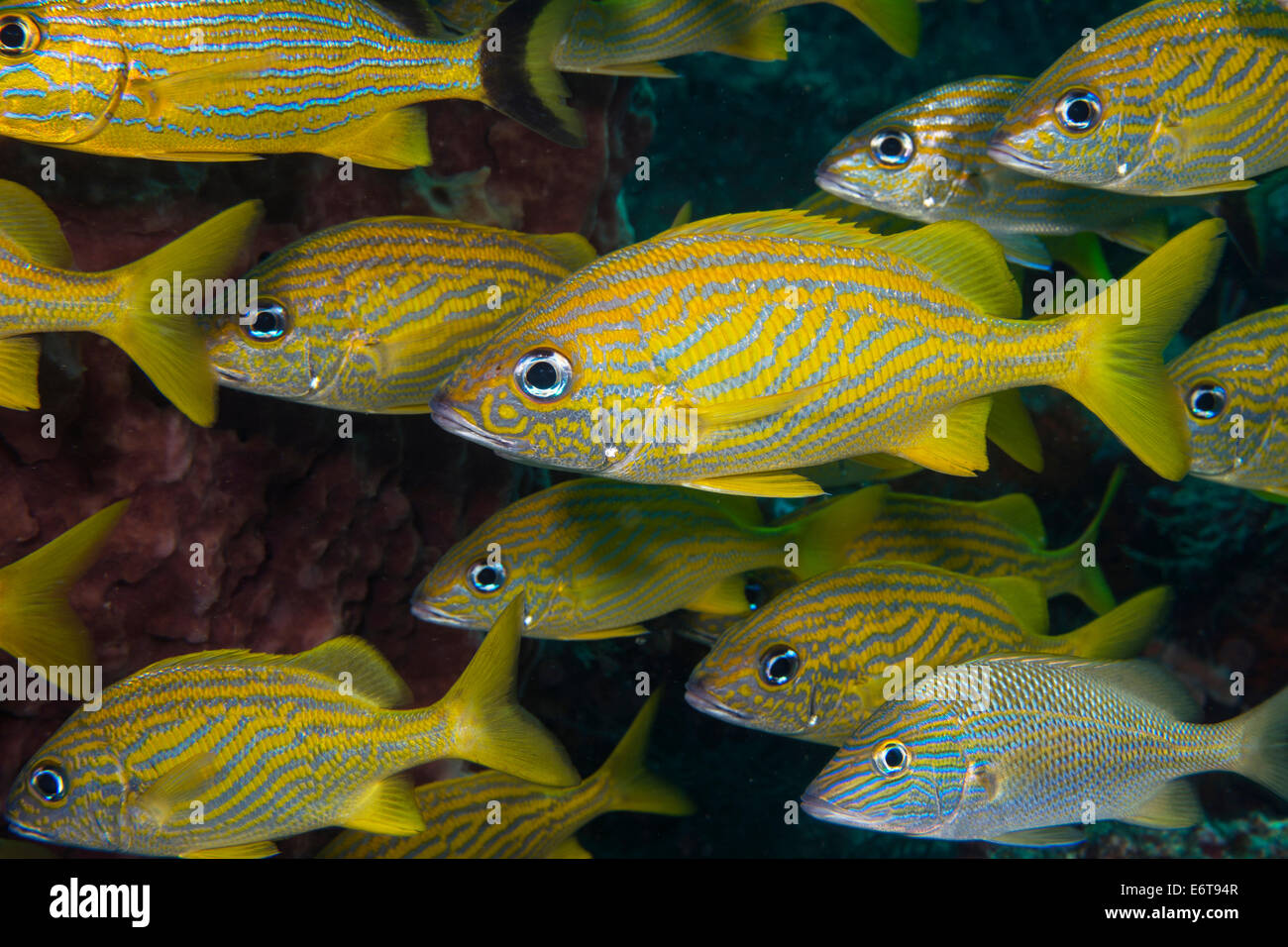 Secca di Grunt francese, Haemulon flavolineatum, Palm Beach, Florida, Stati Uniti d'America Foto Stock